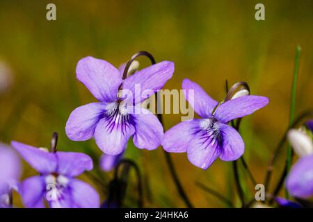 Wildviolett (Common Dog-violet, Viola riviniana), ein gewöhnliches Unkraut, das in einem Rasen wächst, der im frühen Frühjahr in einem Garten in Surrey, Südostengland, blüht Stockfoto