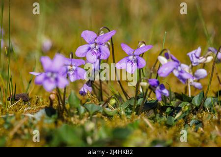 Wildviolett (Common Dog-violet, Viola riviniana), ein gewöhnliches Unkraut, das in einem Rasen wächst, der im frühen Frühjahr in einem Garten in Surrey, Südostengland, blüht Stockfoto