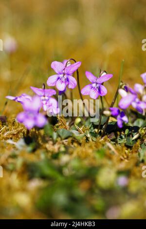 Wildviolett (Common Dog-violet, Viola riviniana), ein gewöhnliches Unkraut, das in einem Rasen wächst, der im frühen Frühjahr in einem Garten in Surrey, Südostengland, blüht Stockfoto