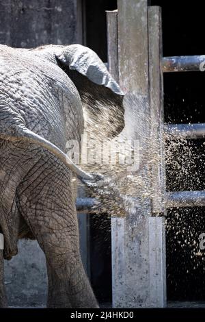 Ich machte ein Foto von einem Elefanten, der in einem Zoo badete. Stockfoto