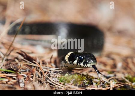 An einem warmen Nachmittag Mitte April flippte die Grasnatter im Wald in Südfinnland. Stockfoto