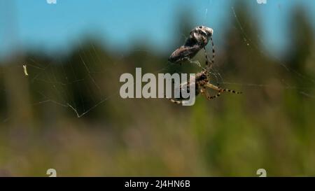 Spinnennetz in der Makrofotografie. Krenavti. Ein natürliches Netz, an dem ein Kokon aus Insekten und einige verworrene Äste vor dem Hintergrund von Tall hängt Stockfoto