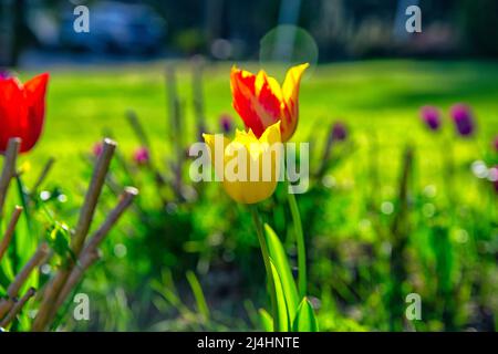 Felder, auf denen gelb-rote Tulpen blühen. Tulpenfeld. Feld mit gelb roten Tulpen. Stockfoto