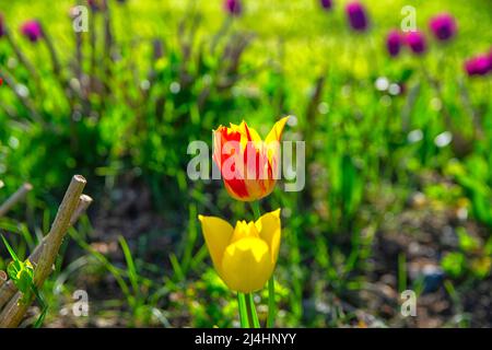 Felder, auf denen gelb-rote Tulpen blühen. Tulpenfeld. Feld mit gelb roten Tulpen. Stockfoto