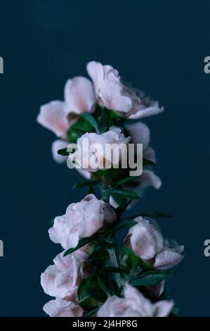 Manuka Tree Vine w/Little Pink Flowers auf schwarzem Hintergrund - Makro Stockfoto