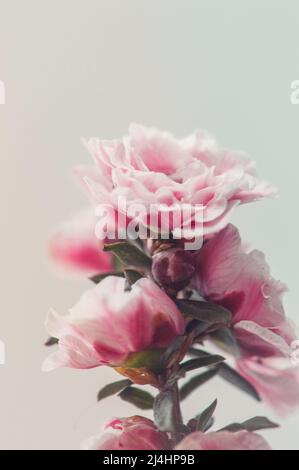 Schöne Manuka-Baumruine mit kleinen rosa Blumen auf weißem Hintergrund - Makro Stockfoto