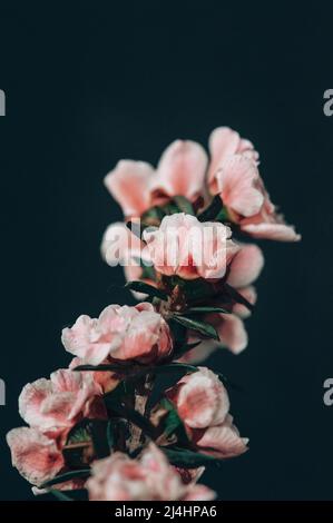 Manuka Tree Vine w/Little Pink Flowers auf schwarzem Hintergrund - Makro Stockfoto