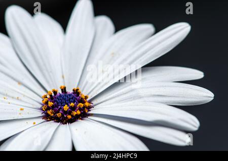 Bright White African Daisy on Black - Makro Stockfoto