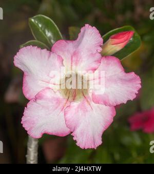 Atemberaubende große blass-weiße Blüten, Knospen und grüne Blätter der Wüstenrose, Adenium obesum, einer dürretoleranten Sukulente in Australien Stockfoto