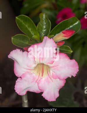 Atemberaubende große blass-weiße Blüten, Knospen und grüne Blätter der Wüstenrose, Adenium obesum, einer dürretoleranten Sukulente in Australien Stockfoto