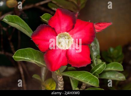 Atemberaubende dunkelrote Blume mit schwarzen Spitzen auf Blütenblättern und dunkelgrünen Blättern der Wüstenrose, Adenium obesum, einer dürretoleranten Sukulente Stockfoto