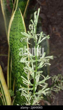 Grün und gelb gefärbten Blättern und cremig weißen Blüten von Sansevieria trifasciata 'Laurentii', Schlangenpflanze, Zunge der Schwiegermutter, in Australien Stockfoto