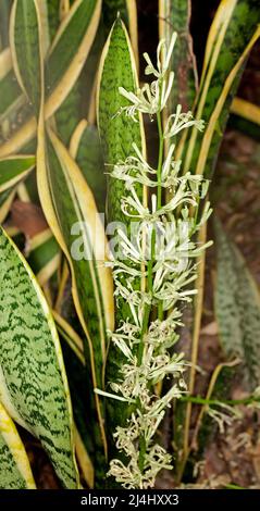 Eine Ansammlung von grünen und gelben, bunten Blättern und cremig-weißen Blüten von Sansevieria trifasciata 'Laurentii', Schlangenpflanze, Zunge der Schwiegermutter Stockfoto