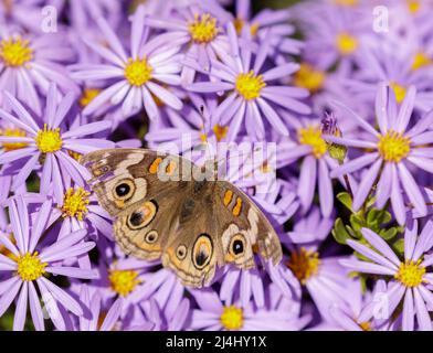 Grauer Buckeye-Schmetterling, der sich auf Strauchaster ernährt. Santa Cruz, Kalifornien, USA. Stockfoto