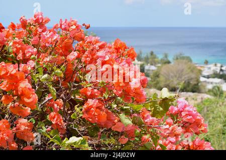 Barbados herrliche Aussicht von Fitts Dorf mit Häusern und Meer an einem sonnigen Tag. Stockfoto
