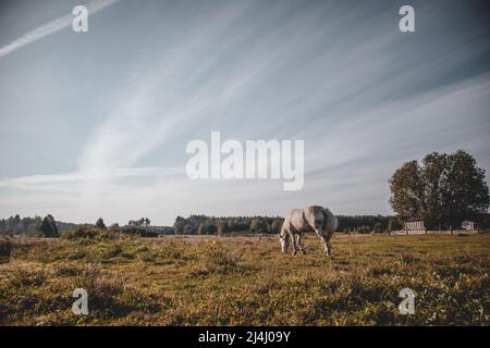 Schöne weiße Pferde grasen auf dem Feld an einem Sommertag. Stockfoto