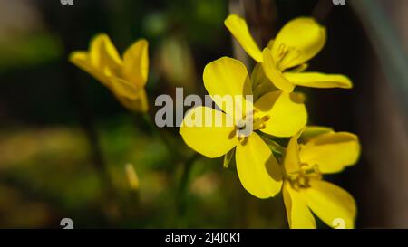 Nahaufnahme von Senfblumen. Die Senfpflanze ist eine von mehreren Pflanzenarten der Gattungen Brassica und Sinapis aus der Familie der Brassicaceae Stockfoto