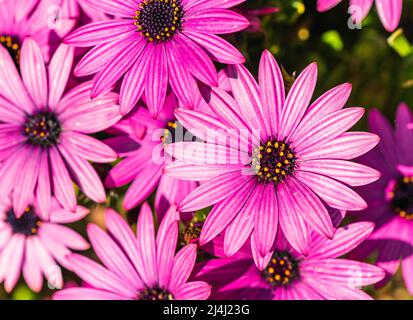 Afrikanische Gänseblümchen-Farbmischung, Osteospermum ecklonis, Asteraceae Stockfoto