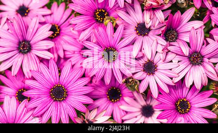 Afrikanische Gänseblümchen-Farbmischung, Osteospermum ecklonis, Asteraceae Stockfoto