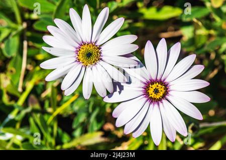 Garden Folwers - Afrikanische Gänseblümchen, Lady Leitrim, Asteraceae Stockfoto
