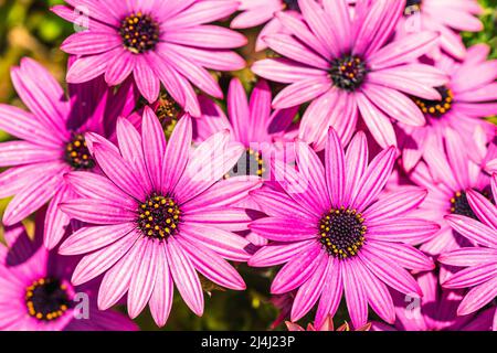 Afrikanische Gänseblümchen-Farbmischung, Osteospermum ecklonis, Asteraceae Stockfoto