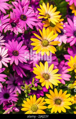 Afrikanische Gänseblümchen-Farbmischung, Osteospermum ecklonis, Asteraceae Stockfoto