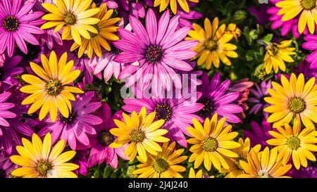 Afrikanische Gänseblümchen-Farbmischung, Osteospermum ecklonis, Asteraceae Stockfoto