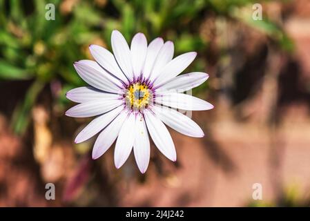 Garden Folwers - Afrikanische Gänseblümchen, Lady Leitrim, Asteraceae Stockfoto