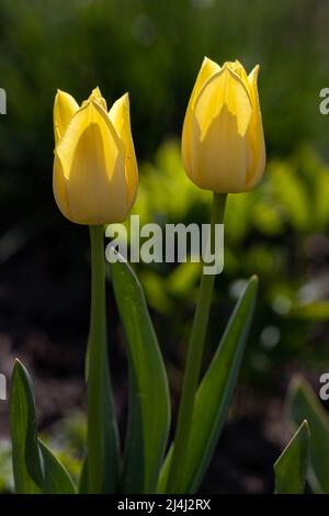 Nahaufnahme der Blumen von Tulipa ' Weltfreundschaft' in einem Garten im Frühjahr Stockfoto