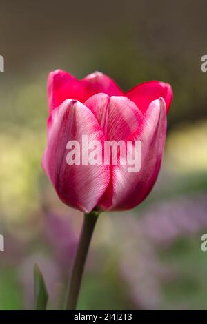 Nahaufnahme der Blume von Tulipa 'Weihnachtstraum' in einem Garten im Frühjahr Stockfoto