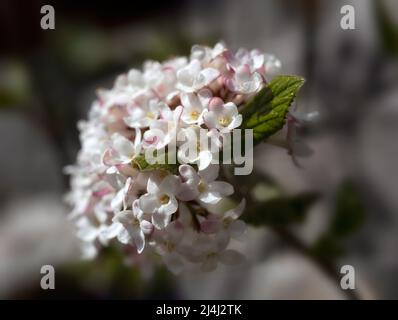 Nahaufnahme der Blumen von Viburnum × burkwoodii 'Mohawk' im Frühling Stockfoto