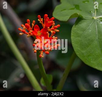 Buddha-Bauchpflanze oder Gicht-Pflanze (Jatropha podagrica), Phrorbiaceae. Botanischer Garten, KIT, Karlsruhe, Deutschland, Europa Stockfoto