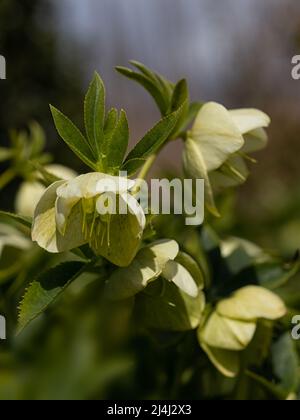 Nahaufnahme von Blumen von Helleborus × Hybridus 'Yellow Lady' in einem Garten im Frühling Stockfoto