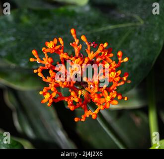 Buddha-Bauchpflanze oder Gicht-Pflanze (Jatropha podagrica), Phrorbiaceae. Botanischer Garten, KIT, Karlsruhe, Deutschland, Europa Stockfoto