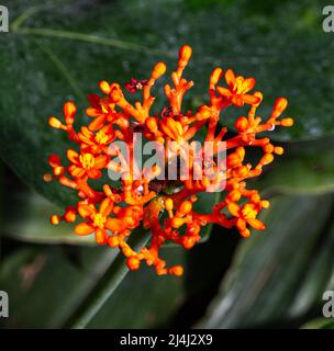 Buddha-Bauchpflanze oder Gicht-Pflanze (Jatropha podagrica), Phrorbiaceae. Botanischer Garten, KIT, Karlsruhe, Deutschland, Europa Stockfoto