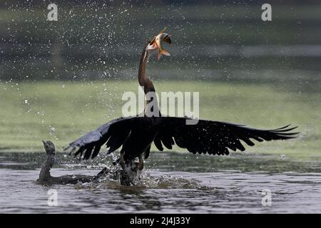 Das Bild des orientalischen Darters (Anhinga melanogaster) wurde im Keoladev-Nationalpark, Indien, aufgenommen. Stockfoto