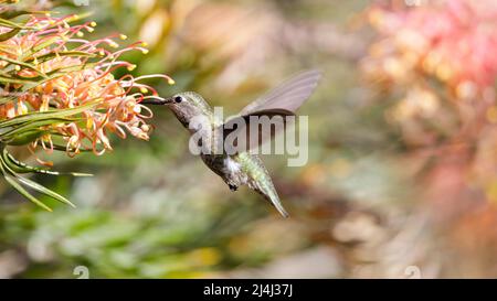 Annas Kolibri Weibchen oder Unreife schwebt und ernährt sich von der Banksia Blume. Santa Cruz, Kalifornien, USA. Stockfoto