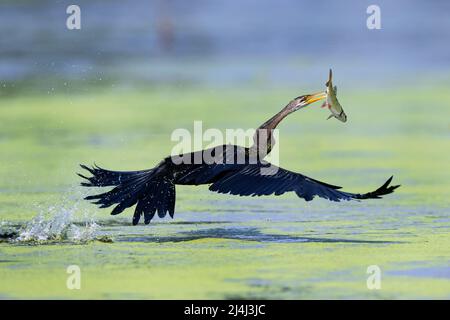 Das Bild des orientalischen Darters (Anhinga melanogaster) wurde im Keoladev-Nationalpark, Indien, aufgenommen. Stockfoto