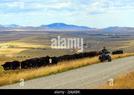 Ein Cowboy, der Rinder hütet, während er auf einem Geländewagen in den Ausläufern der kanadischen Rockies in der Nähe von Lundbreck, Alberta, Kanada, fährt. Stockfoto