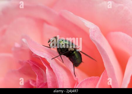 Eine Nahaufnahme einer Flugblase, die am frühen Morgen auf einer schönen rosa Rose ruht Stockfoto