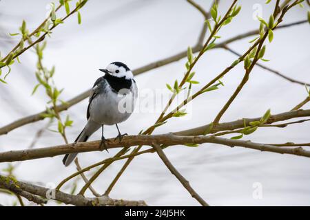 Eine weiße Bachstelze in der Hecke Stockfoto