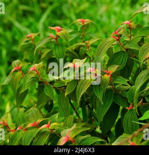 Eine Pflanze mit vielen grünen Blättern und rot blühenden Knospen in einem Costa Rica Nebelwald. Stockfoto