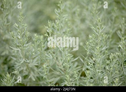Flora von Gran Canaria - Artemisia thuscula, aufgrund seiner hocharomatischen Eigenschaften lokal als Weihrauch bezeichnet, natürlicher makrorlümiger Hintergrund Stockfoto