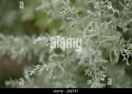 Flora von Gran Canaria - Artemisia thuscula, aufgrund seiner hocharomatischen Eigenschaften lokal als Weihrauch bezeichnet, natürlicher makrorlümiger Hintergrund Stockfoto