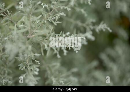 Flora von Gran Canaria - Artemisia thuscula, aufgrund seiner hocharomatischen Eigenschaften lokal als Weihrauch bezeichnet, natürlicher makrorlümiger Hintergrund Stockfoto