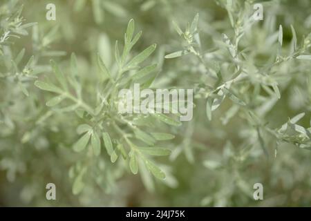 Flora von Gran Canaria - Artemisia thuscula, aufgrund seiner hocharomatischen Eigenschaften lokal als Weihrauch bezeichnet, natürlicher makrorlümiger Hintergrund Stockfoto