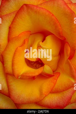 Rose mit einem gelben bis orangefarbenen Farbverlauf in den Blütenblättern Stockfoto