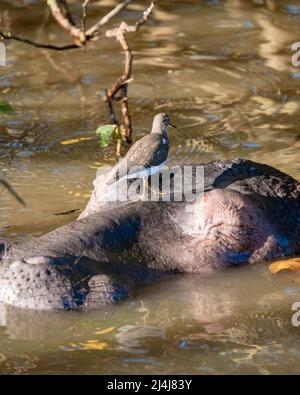 Ein Nilpferd ist ein semi-aquatisches Tier, ziemlich häufig in Flüssen und Seen. Tagsüber bleiben sie kühl, indem sie im Wasser oder Schlamm bleiben. Flusspferde nahmen am Lake St. Lucia Südafrika Hippo Stockfoto