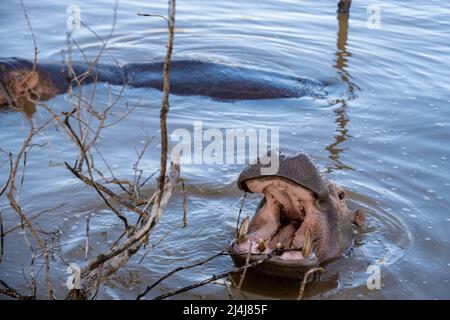 Ein Nilpferd ist ein semi-aquatisches Tier, ziemlich häufig in Flüssen und Seen. Tagsüber bleiben sie kühl, indem sie im Wasser oder Schlamm bleiben. Flusspferde nahmen am Lake St. Lucia Südafrika Hippo Stockfoto