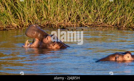 Ein Nilpferd ist ein semi-aquatisches Tier, ziemlich häufig in Flüssen und Seen. Tagsüber bleiben sie kühl, indem sie im Wasser oder Schlamm bleiben. Flusspferde nahmen am Lake St. Lucia Südafrika Hippo Stockfoto